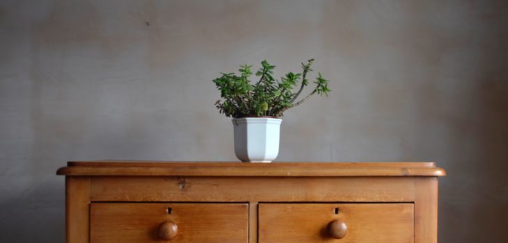 dresser with green plant on it