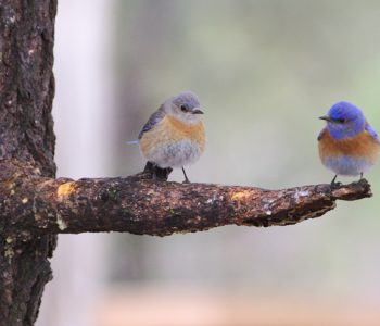 bluebirds on a branch