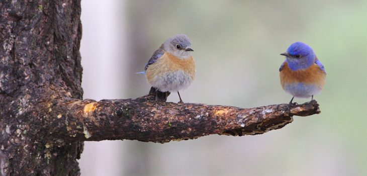 bluebirds on a branch