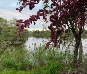 Hopa trees along the Wisconsin River.