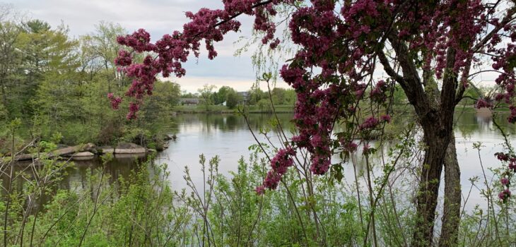 Hopa trees along the Wisconsin River.