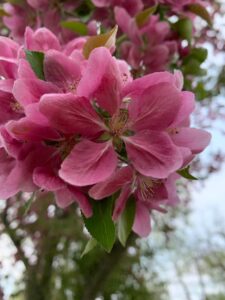 Hopa tree blossoms