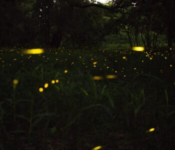 Lightning bugs