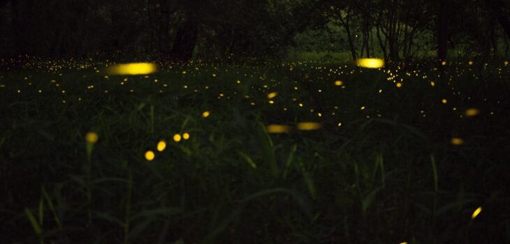 Lightning bugs