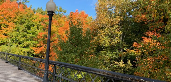 Leaves change color in autumn